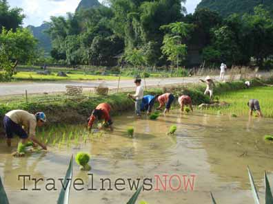 Rice transplanting at Cao Bang