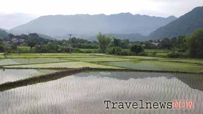 Rice fields in the valley