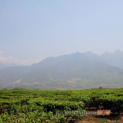 Green tea plantations at Tan Uyen, Lai Chau, Vietnam