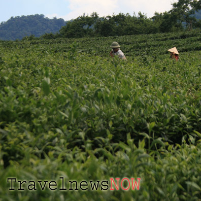 Tea plantations at Moc Chau, Son La, Vietnam
