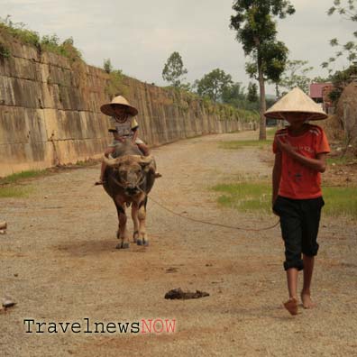Kids and buffalo at Ho Citadel in Thanh Hoa, Vietnam