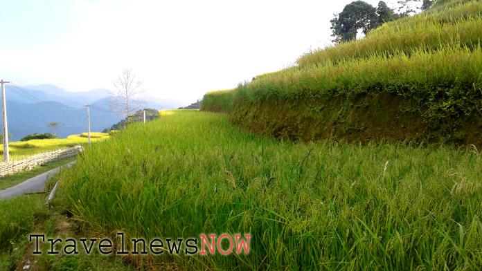 Photography of Vietnam Rice Terraces