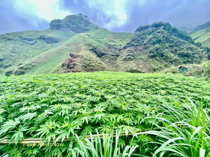 Green casava plantations at the Du Gia Valley in Yen Minh, Ha Giang