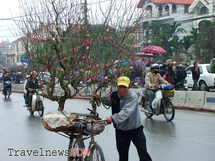 A man carrying a Tet tree in Hanoi