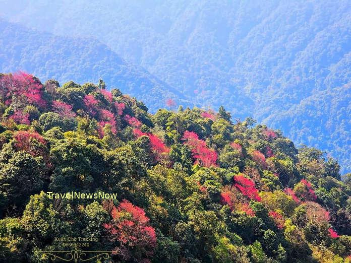Breathtaking rhododendron flowers on top of the Pu Te Leng Mountain in March-April