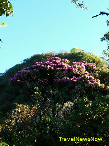 Rhododendron Blossoms at Pu Ta Leng