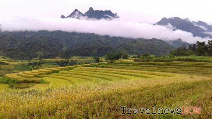 Golden rice terraces at Muong Hum, Bat Xat, Lao Cai, Vietnam