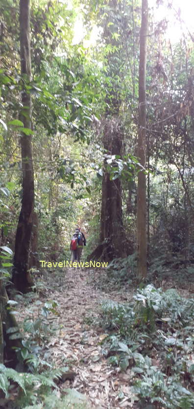 A trail through the forest of a botanical garden at Cuc Phuong National Park in Ninh Binh Vietnam