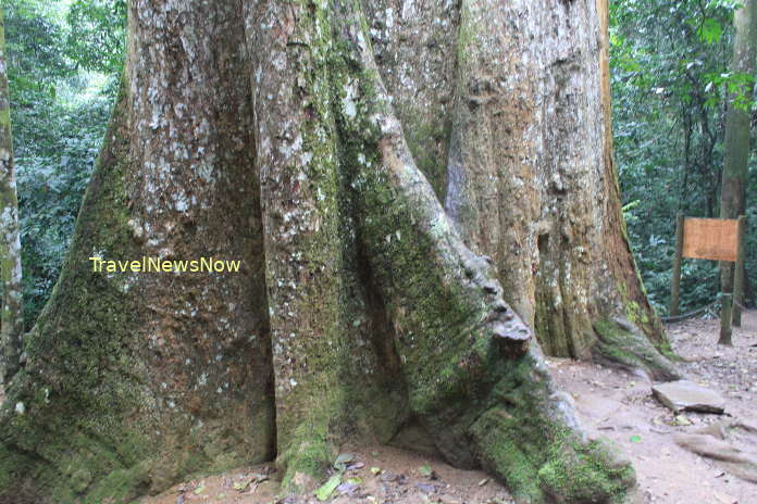 The One Thousand Year Old Tree at Cuc Phuong National Park when alive