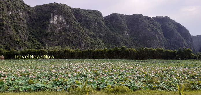 Lake full of lotus flowers by a limestone mountains on a bicycle route at Tam Coc