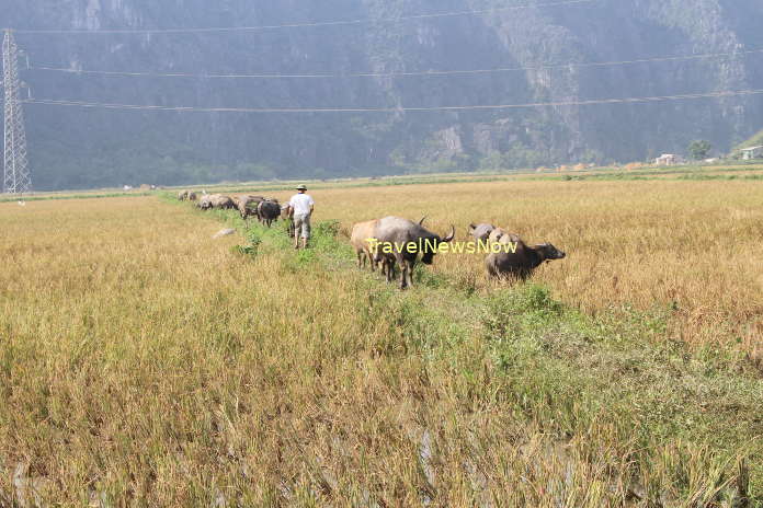 Water buffalo on stubbly fields at Tam Coc, Ninh Binh