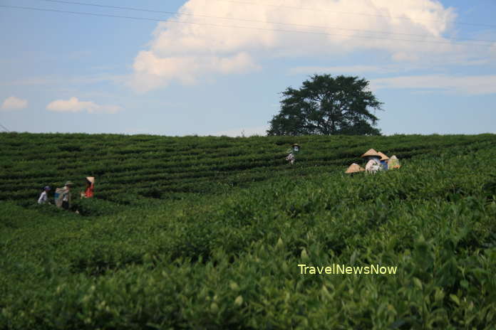 Green tea plantations at Moc Chau on a clear day with blue skies