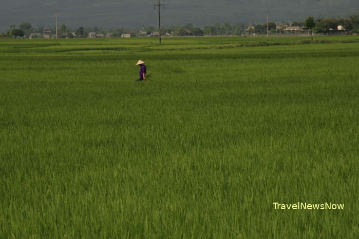 Rice fields at Ngoc Chien in Muong La District, Son La Province
