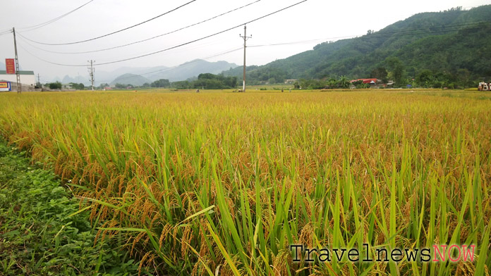 Rice fields at Vo Nhai, Thai Nguyen