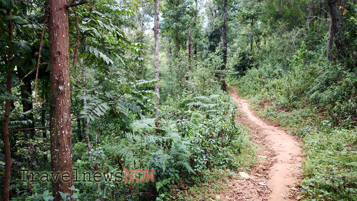 A trail throug a thin forest at Mu Cang Chai