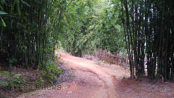 A trail through bamboo groves at Mu Cang Chai