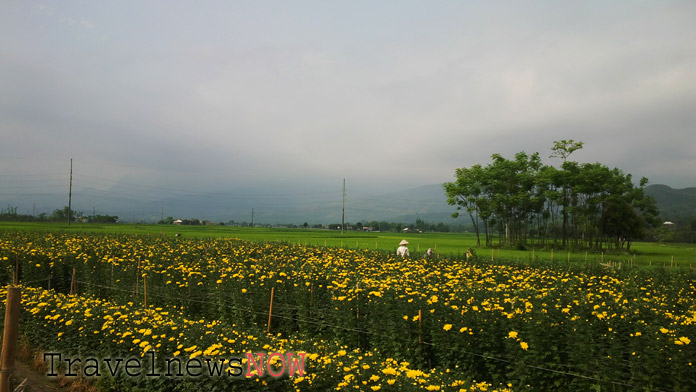 A flower farm in the valley