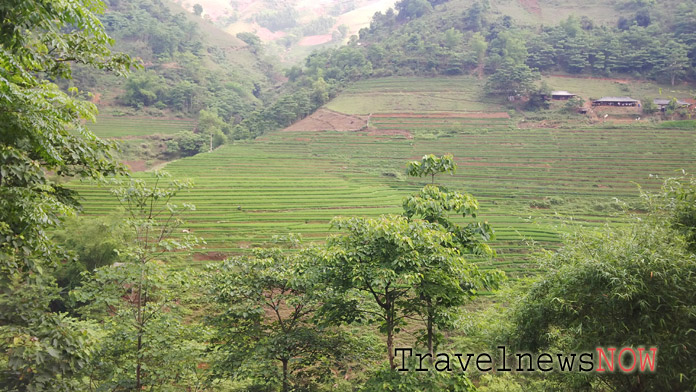 Rice terraces by the road side at Tram Tau