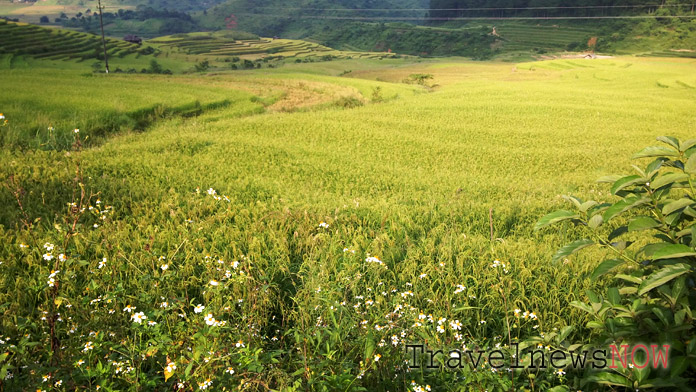 Rice fields at Gia Hoi, Van Chan, Yen Bai