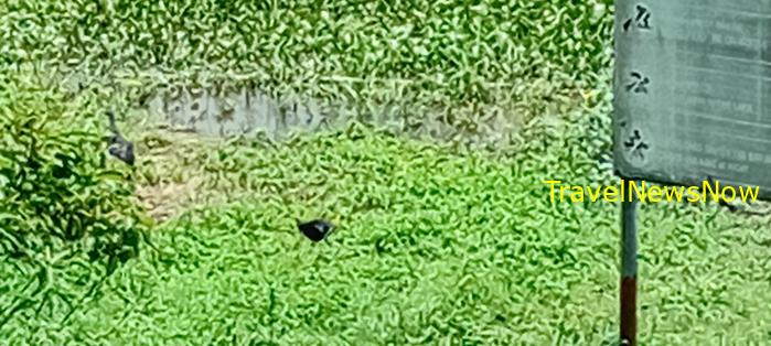 Birding at Cat Tien National Park in southern Vietnam