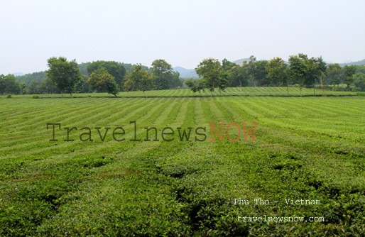 Tea plantation in Phu Tho Province